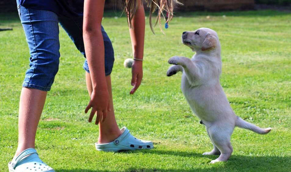¿Cómo hacer que un cachorro deje de saltar sobre el dueño?