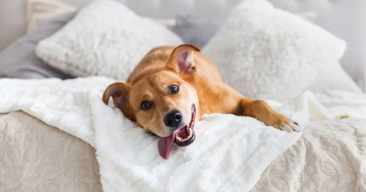 Cómo desacostumbrar a un perro adulto a dormir en la cama
