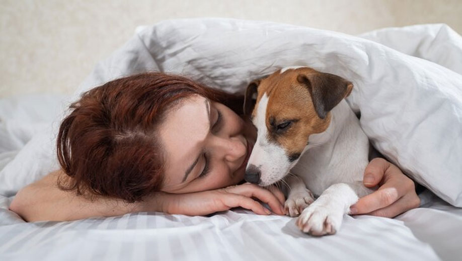 Cómo evitar que un perro duerma en la cama con su dueño por la noche y se suba a los sofás durante el día