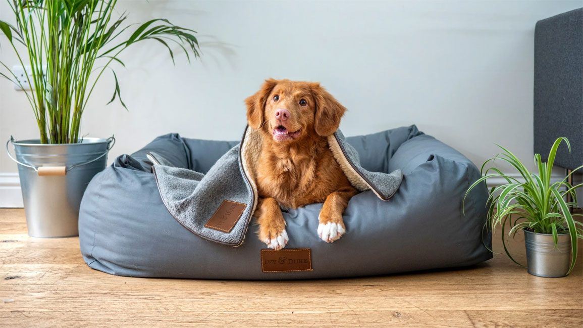 Cómo enseñar al perro a no dormir en la cama y a usar su lugar