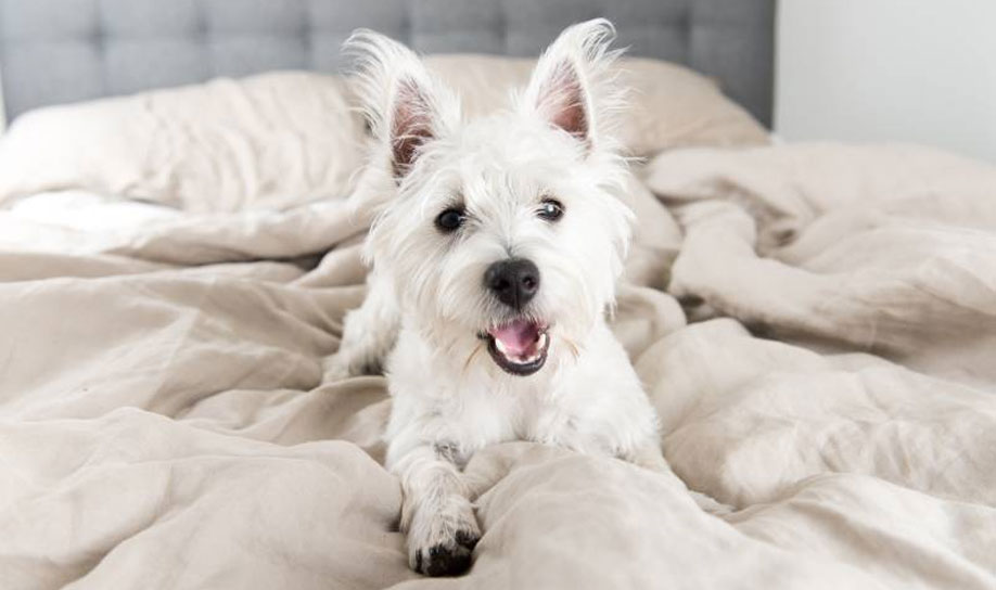 Cómo evitar que el perro se suba a la cama en ausencia del dueño