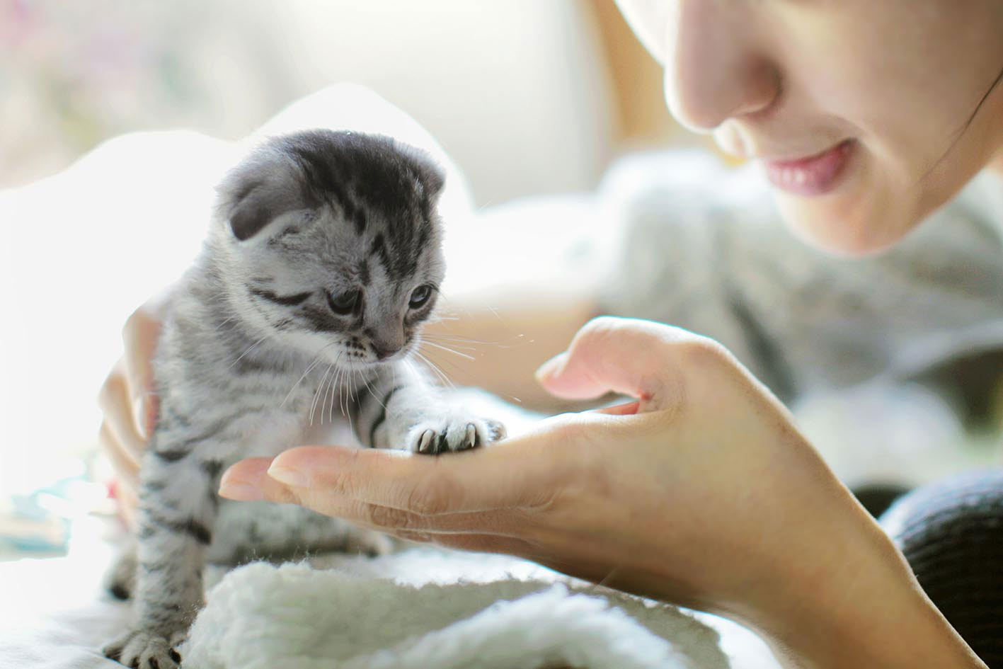 Cómo saber si un gatito está sano al elegirlo
