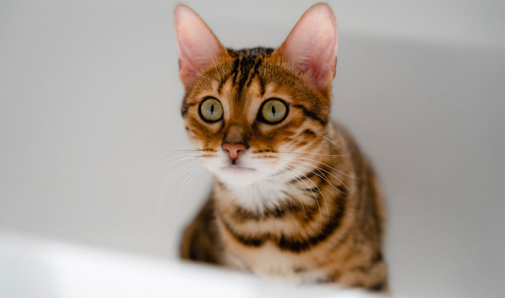 Lista de comprobación de salud de un gato adulto