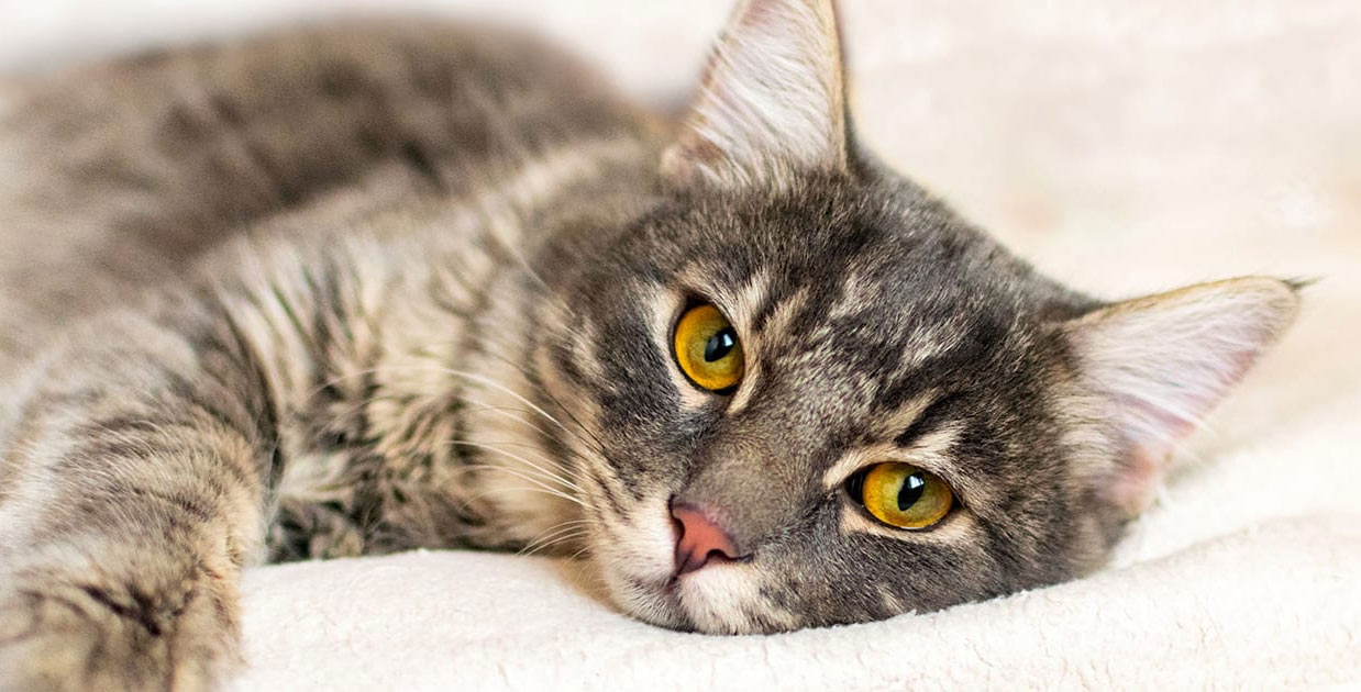 Cómo entender si el gato está enfermo y a qué apuntan los síntomas