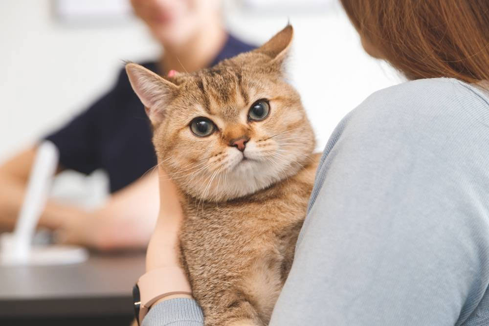 Cómo saber si su gato siente dolor