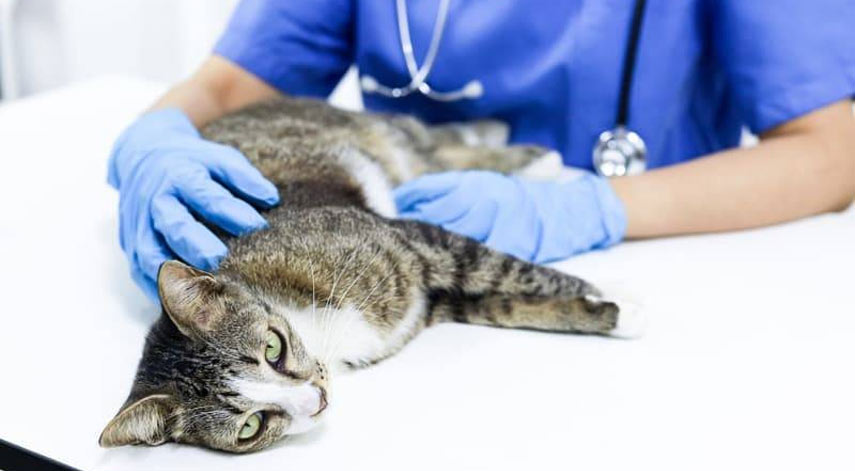 Síntomas en gatos que requieren ayuda de emergencia