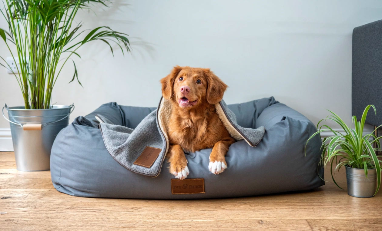 Consejos de adiestradores: cómo enseñar a un perro a quedarse en su sitio