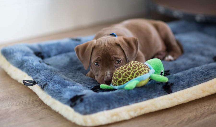 Cómo acostumbrar a un cachorro a su lugar