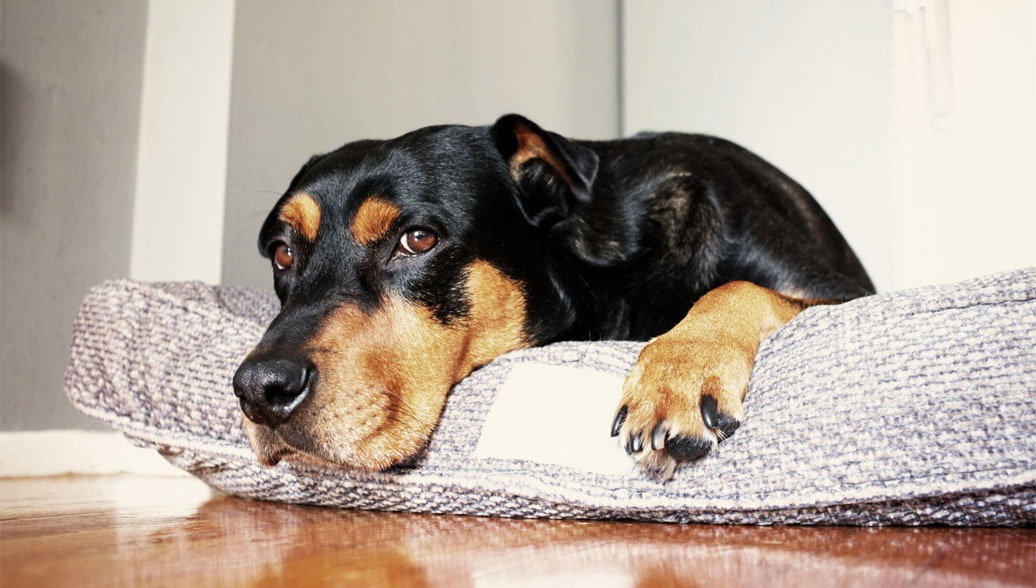 Qué hacer si al perro no le gusta su «sitio»