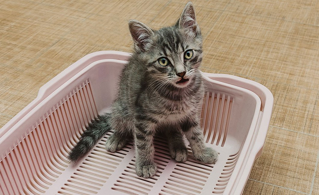 La forma más sencilla de recoger orina para análisis de un gato acostumbrado al arenero
