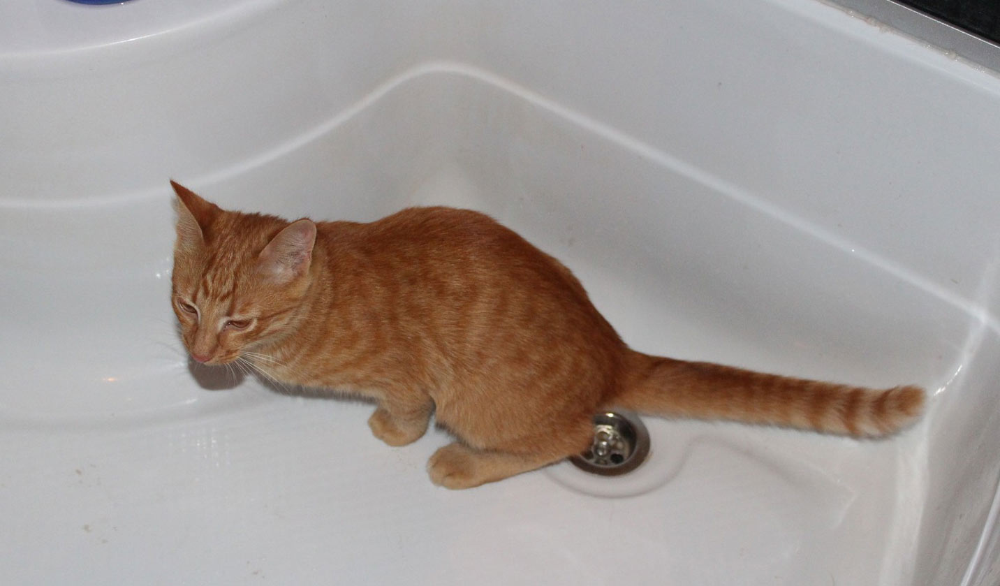 Cómo recoger la orina de un gato que hace sus necesidades en la bañera o en el inodoro