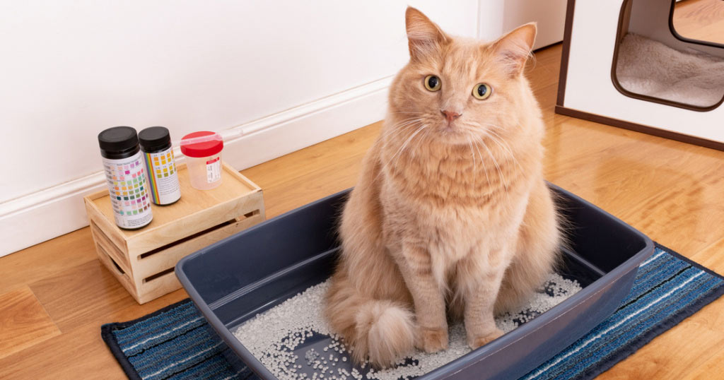 Cómo recoger orina para análisis de un gato sin estrés