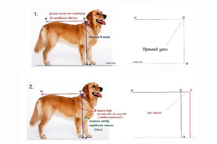 Mediciones del perro