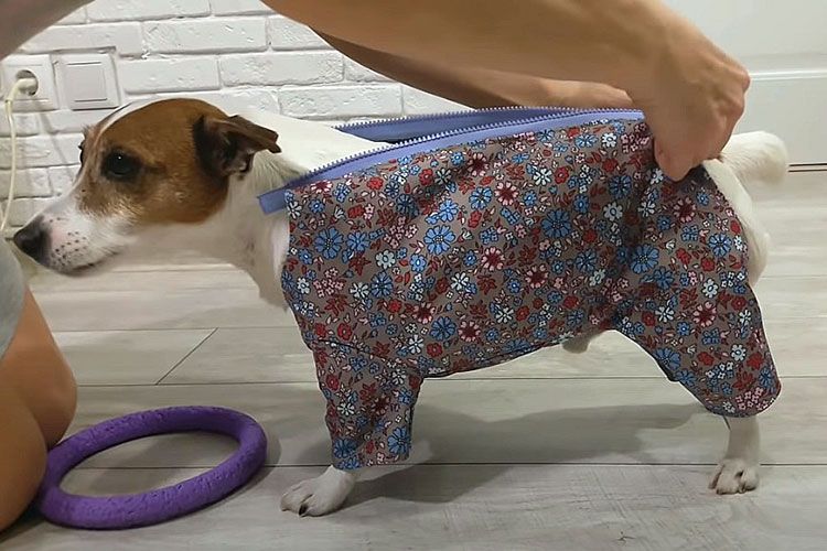 Prueba del mono
