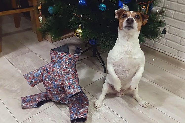 Jack Russell Terrier bajo el árbol de Navidad