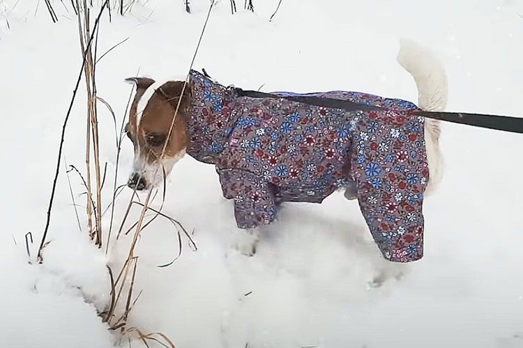 Jack Russell Terrier de paseo