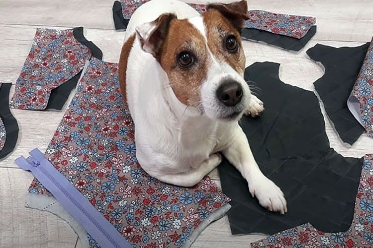 Perro sobre las piezas del mono