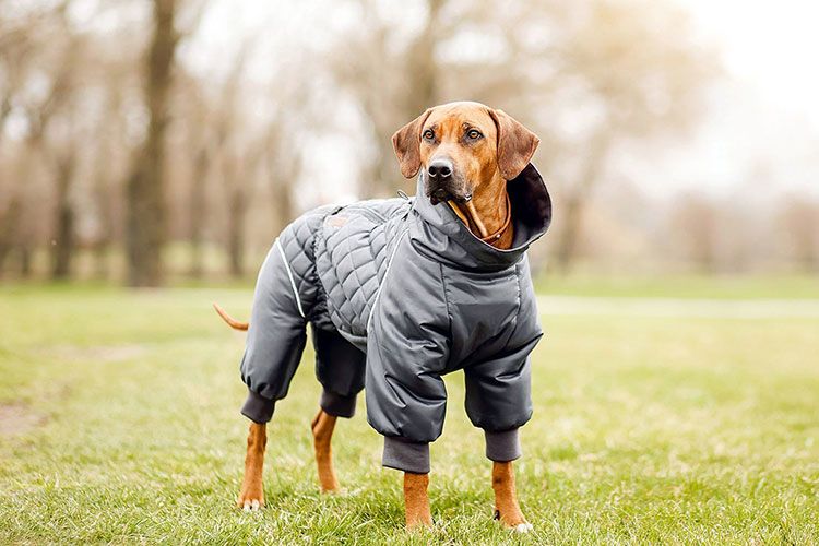 Cómo coser un mono a un perro