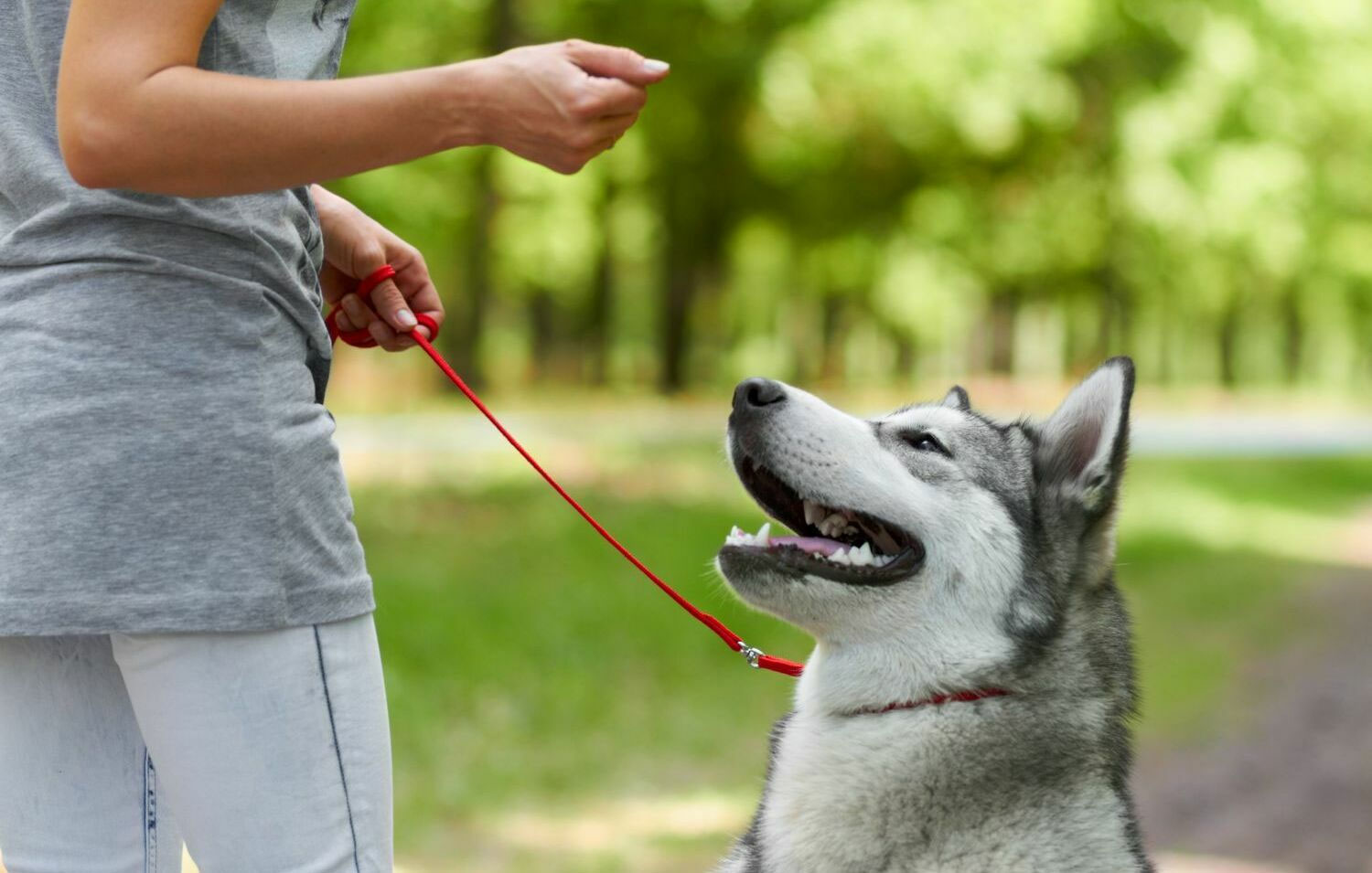 Corrección del comportamiento del perro y práctica de la obediencia