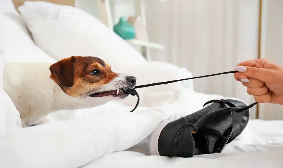 Causas del problema en el comportamiento de los perros