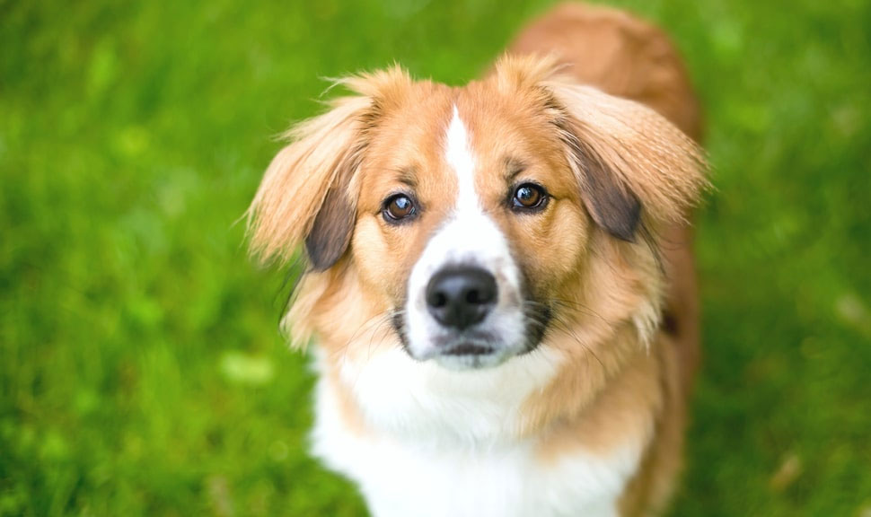 Corrección del comportamiento en perros - consejos del adiestrador canino