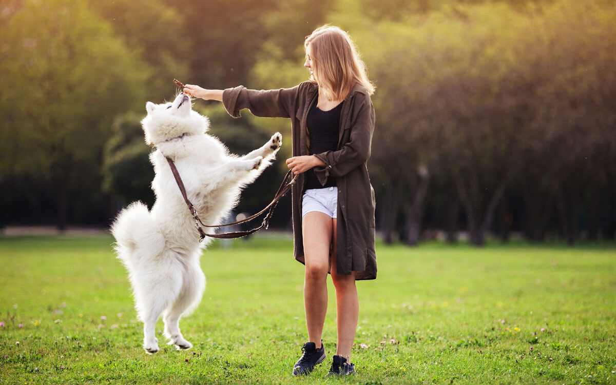 Cómo adiestrar a un perro adulto