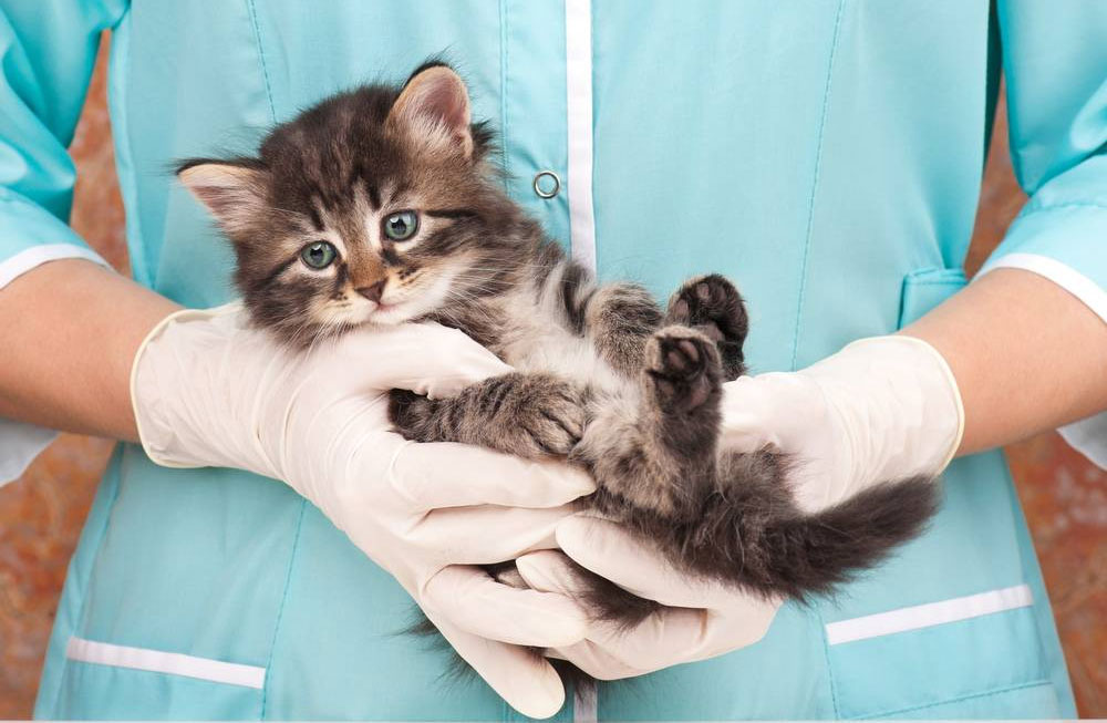 Enfermedades cardíacas en gatitos