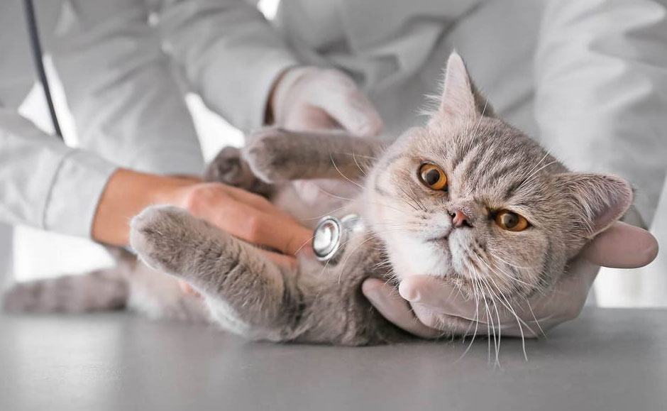 Frecuencia del latido cardíaco en gatos