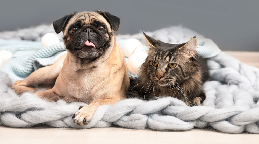 Frecuencia cardíaca: norma para gatos y perros