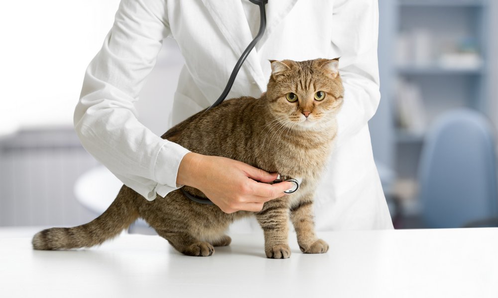 Gato junto al veterinario