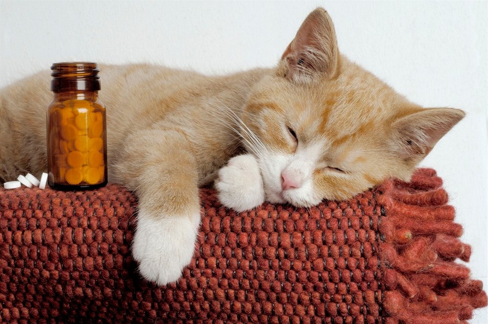 Pastillas junto al gatito