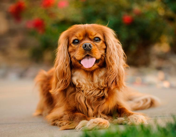 Cavalier King Charles Spaniel rubí