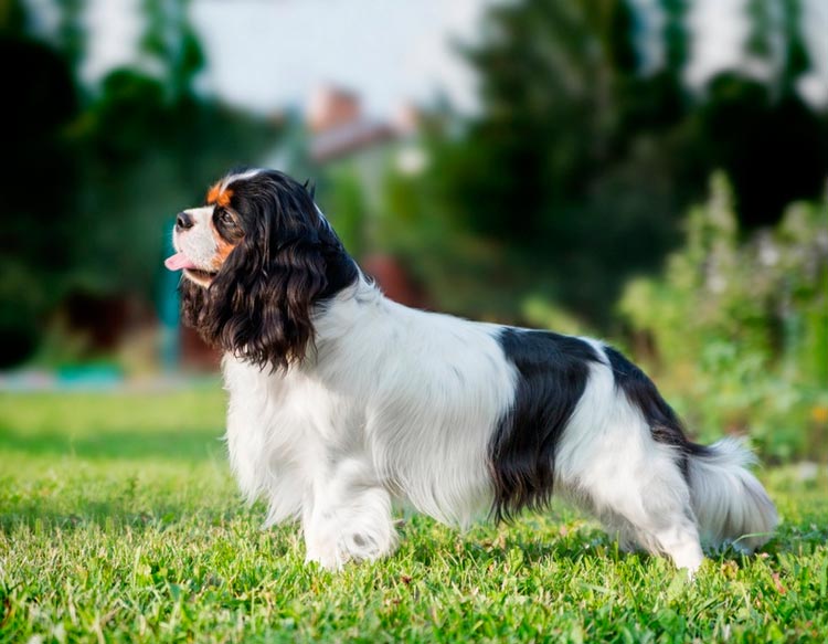 Cavalier King Charles Spaniel tricolor