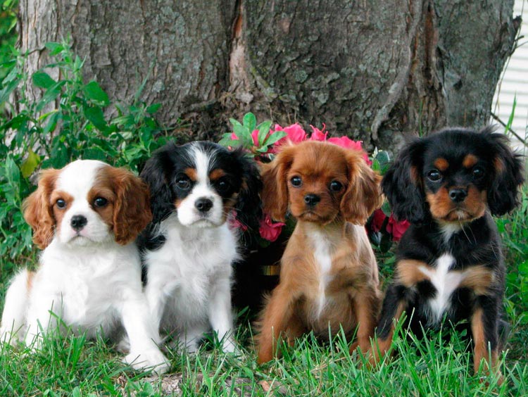Cavalier King Charles Spaniel cachorros