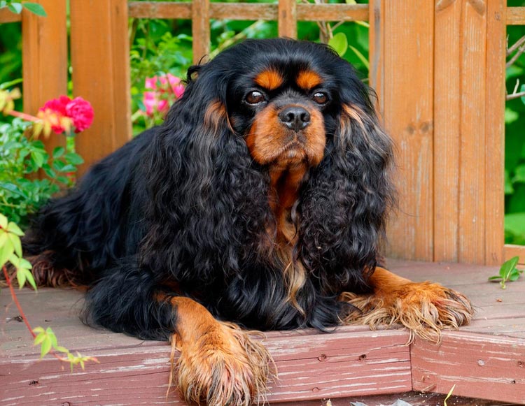 Cavalier King Charles Spaniel negro y fuego