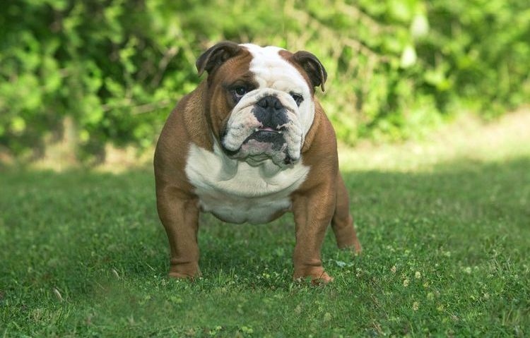 Bulldog Inglés