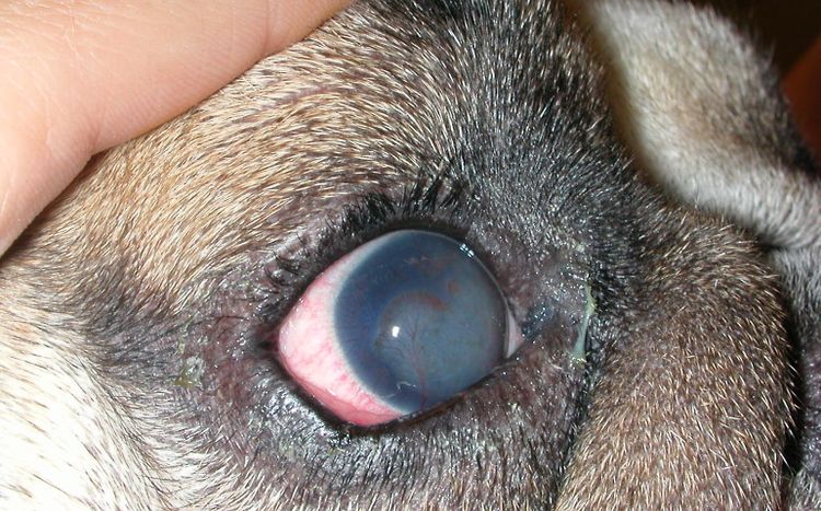 Queratitis vascular en un perro