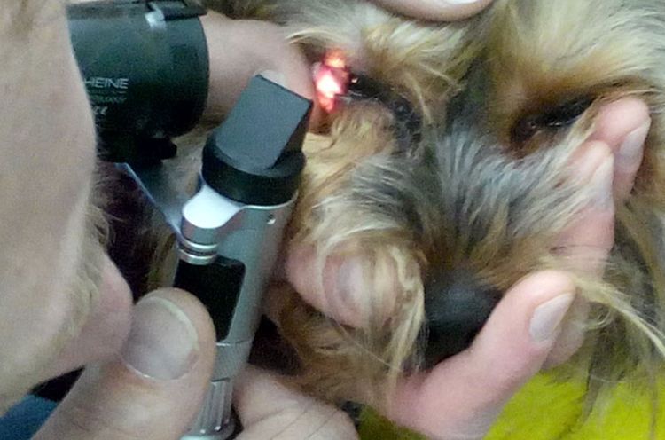 Prueba de Norn en un perro