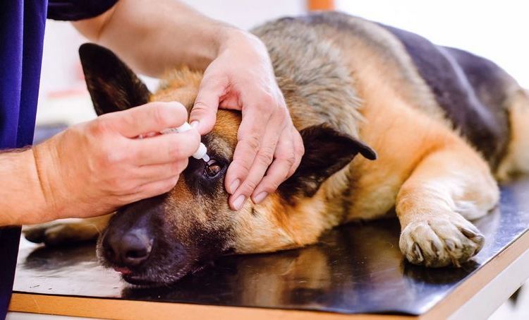 Queratoconjuntivitis en perros