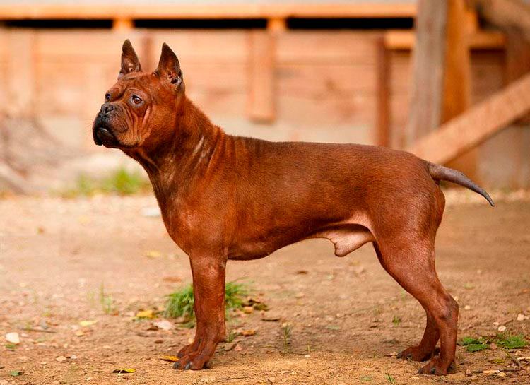 Razas de perros chinos: Chongqing