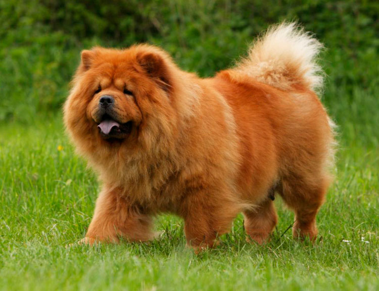 Razas de perros chinos: chow chow
