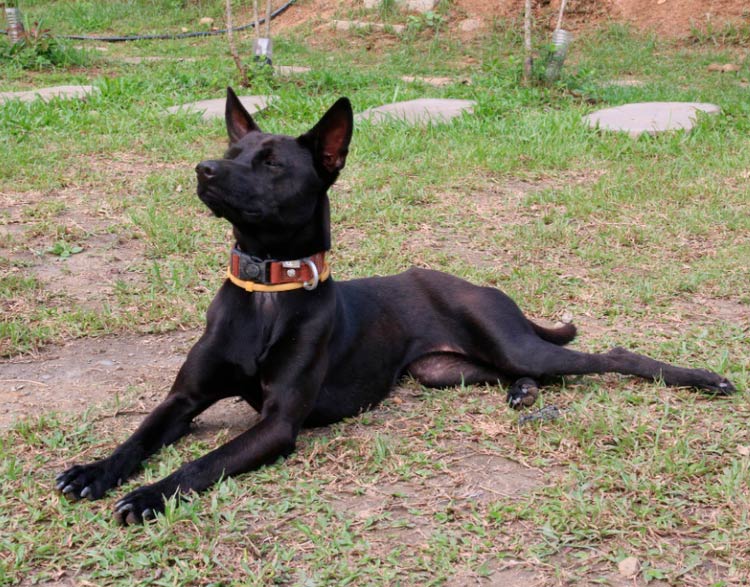 Razas de perros chinos: perro formosano
