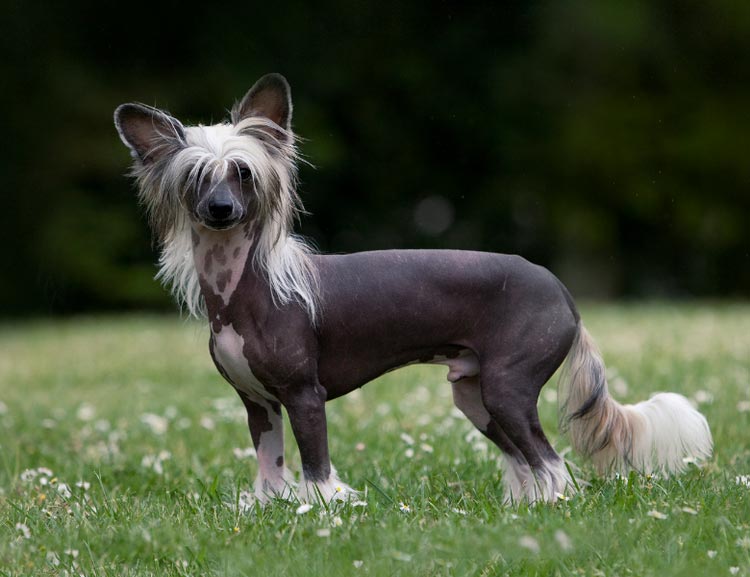 Razas de perros chinos: crestado chino
