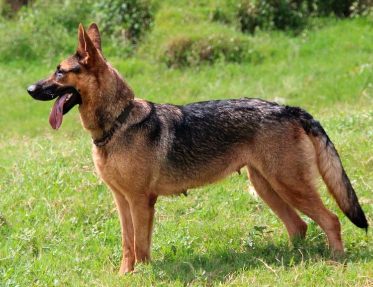 Razas de perros chinos: pastor de Kunming