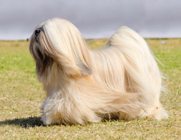 Razas chinas de perros: Lhasa Apso