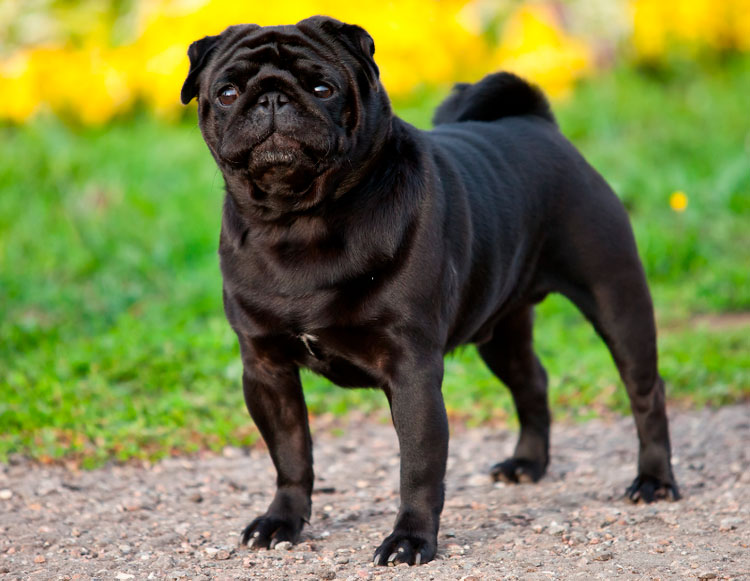 Razas de perros chinos: carlino