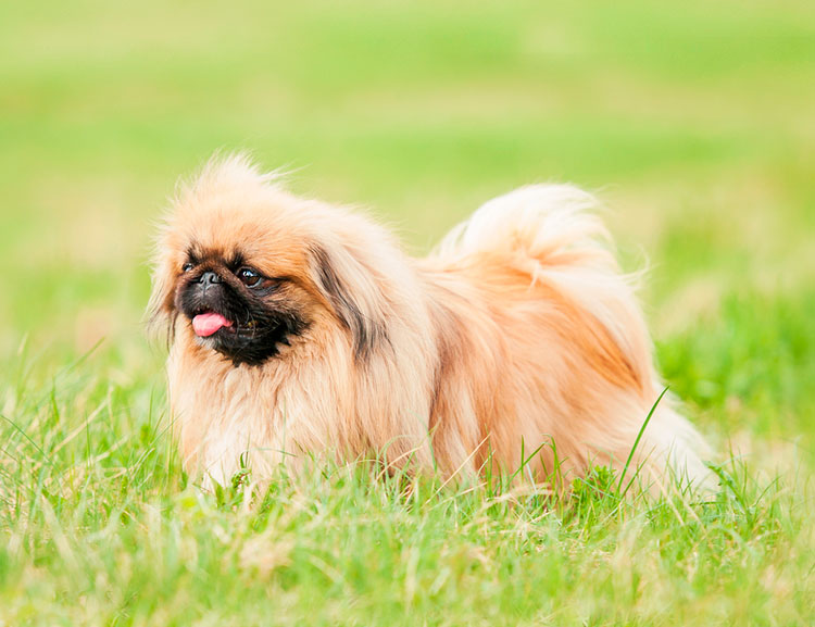 Razas de perros chinos: pekinés