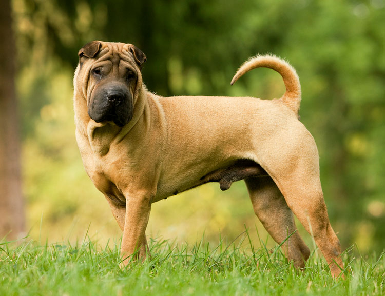 Razas de perros chinos: shar pei