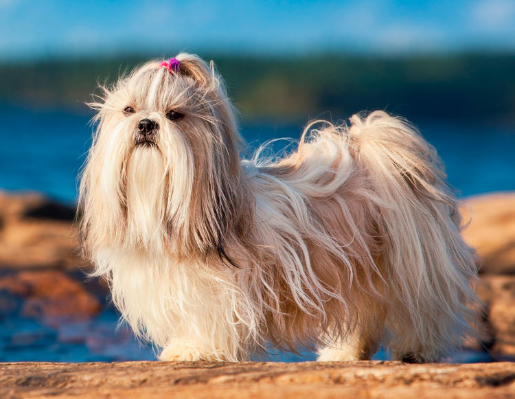 Razas de perros chinos: shih tzu