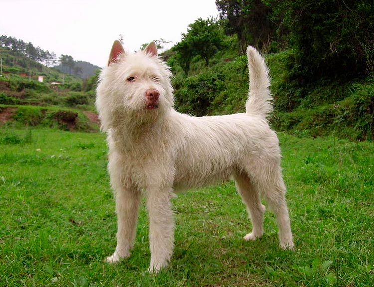 Razas de perros chinos: Sasi Quan